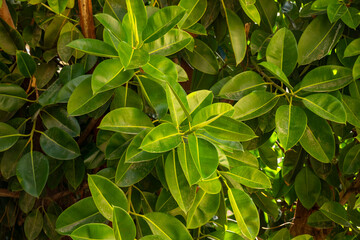 Ficus elastica, the rubber fig, rubber bush, rubber tree, rubber plant, or Indian rubber bush, Indian rubber tree, is a species of flowering plant in the family Moraceae, native to eastern parts of So