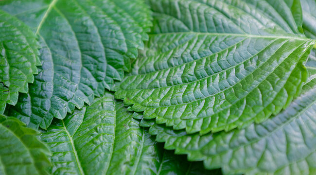 seaseme, leaves, korean, cooking, green, perilla, wrap