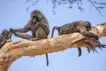 Ein Paar Paviane Affen sitzen nebeneinander auf einem Ast ohne Baumrinde der Serengeti in Tansania,...