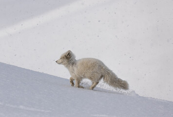 Arctic fox in snowy weather, Svalbard