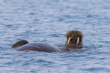 Walrus floating at the surface stomach up, tusks visible, funny