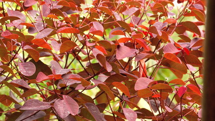 Tree with red leaves in the cloud forest, in the Intag Valley, outside of Apuela, Ecuador