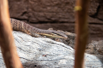 A Kimberley rock monitor (Varanus glauerti) at a local zoo