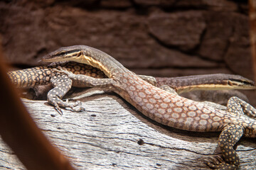 A Kimberley rock monitor (Varanus glauerti) at a local zoo