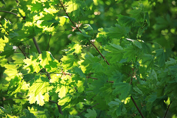 Background of green foliage in the wind. A lot of developing maple leaves in the wind. Common maple. Summer period and greenery of parks. Rays of sun on green leaves surface. Green natural backdrop