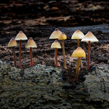 Cluster of Mycena Mushrooms on Decaying Wood