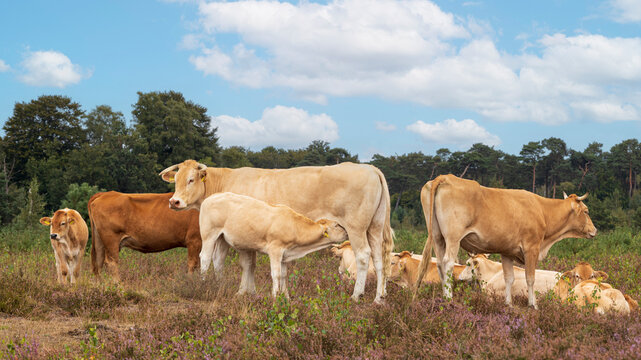 A wild herd of cows or cattle grazing in a heather field in a forest with their calfs at Kampina