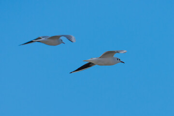 Two Slender Billed Gulls in Flight