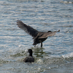 A Eurasian Coot Taking Flight