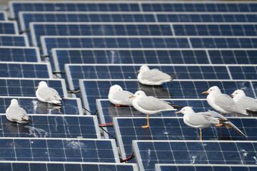 Slender Billed Gulls on Solar Panels