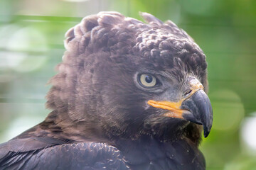 A Crowned Eagle at a local zoo