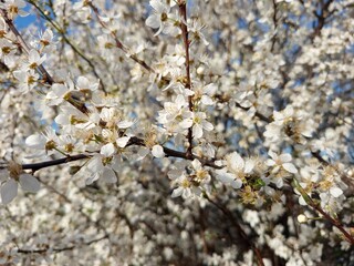 Prunus cerasifera tree in full bloom with delicate pale flowers.
Description: A Prunus cerasifera, commonly known as cherry plum, covered in soft white to light pink blossoms, marking the early signs 
