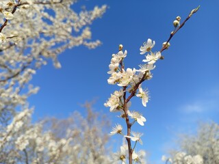 Prunus cerasifera tree in full bloom with delicate pale flowers.
Description: A Prunus cerasifera,...