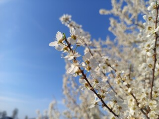 Prunus cerasifera tree in full bloom with delicate pale flowers.
Description: A Prunus cerasifera, commonly known as cherry plum, covered in soft white to light pink blossoms, marking the early signs 