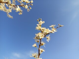 Prunus cerasifera tree in full bloom with delicate pale flowers.
Description: A Prunus cerasifera, commonly known as cherry plum, covered in soft white to light pink blossoms, marking the early signs 