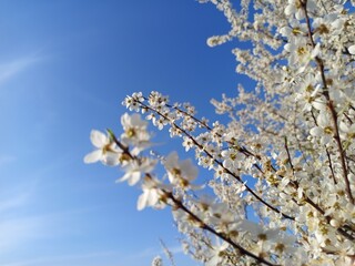 Prunus cerasifera tree in full bloom with delicate pale flowers.
Description: A Prunus cerasifera,...