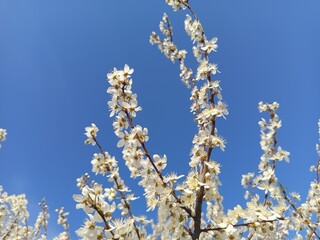Prunus cerasifera tree in full bloom with delicate pale flowers.
Description: A Prunus cerasifera, commonly known as cherry plum, covered in soft white to light pink blossoms, marking the early signs 