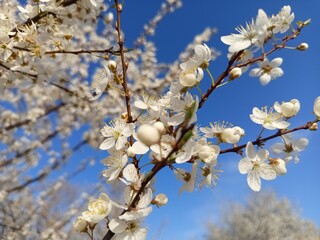 Prunus cerasifera tree in full bloom with delicate pale flowers.
Description: A Prunus cerasifera, commonly known as cherry plum, covered in soft white to light pink blossoms, marking the early signs 
