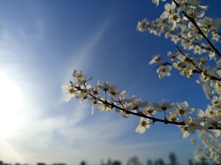 Prunus cerasifera tree in full bloom with delicate pale flowers.
Description: A Prunus cerasifera, commonly known as cherry plum, covered in soft white to light pink blossoms, marking the early signs 