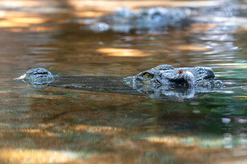 A West African slender-snouted crocodile at a local zoo
