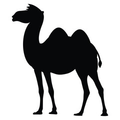 A bold black silhouette of a camel with two humps, standing in profile on a white background. Minimalist and striking desert animal illustration