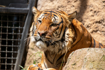 A Malayan tiger at a local zoo