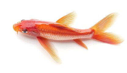 Fototapeta premium Bright Colorful Goldfish on White Background for Aquatic Theme