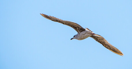Gull in flight