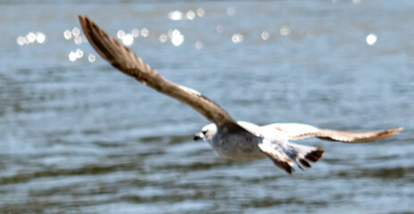 Gull in flight