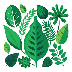 Fototapeta premium set of green leaf isolated on white background