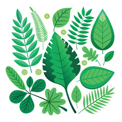 Fototapeta premium set of green leaf isolated on white background