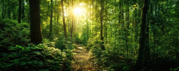 Fototapeta premium A lush, green forest with tall trees and sunlight filtering through the leaves, creating an enchanting natural landscape