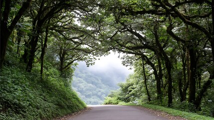 Fototapeta premium Tranquil Pathway Beneath Lush Green Canopy Nature's Embrace in Serene Landscape Beauty Scene.