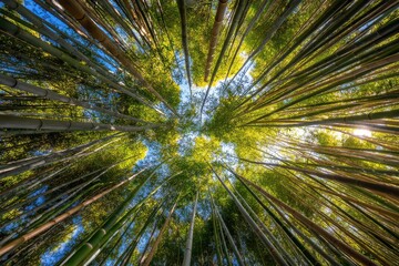 Stunning view of a bamboo forest from a low angle