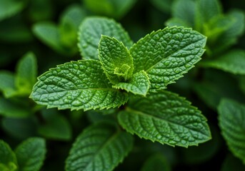 Detailed view of dewy mint leaves against a soft garden backdrop, suitable for food and drink illustrations.