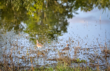 Two plover birds near water
