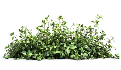Obraz premium Lush Green Foliage with Vibrant Leaves on a White Background