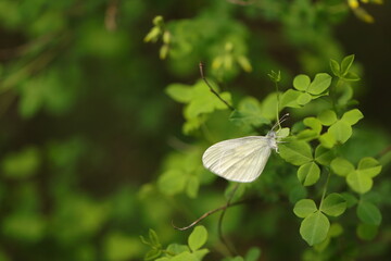 una farfalla bianca in primavera nel bosco