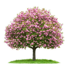 Fototapeta premium lush tree with vibrant pink blossoms stands on patch of green grass, showcasing nature beauty and tranquility. full bloom creates stunning visual contrast against green foliage