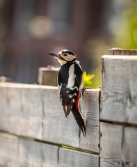 great spotted woodpecker