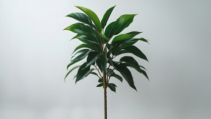 Obraz premium Fresh Green Plant with Multiple Leaves Arranged Along a Central Stem – High-Quality Stock Image