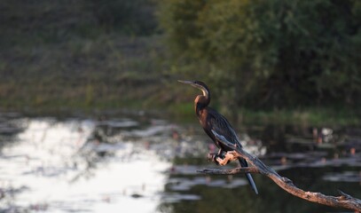 Graceful african darter anhinga rufa Perched on a Branch Overlooking a river