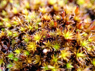 close up of a cactus