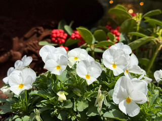 White viola pansies flowering plant.
