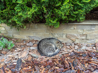 Peaceful Tabby Cat Napping Outdoors on Bark Mulch Beneath Evergreen Shrubbery.Cute Striped Domestic...