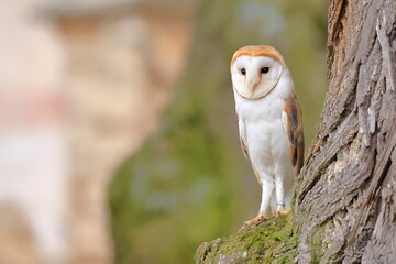western barn owl, Tyto alba, Czech republic