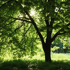 Fototapeta premium Sunlit Lush Green Tree Canopy Nature Scene