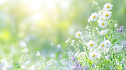 Vibrant meadow flowers in soft sunlight.  Delicate white daisies and wildflowers in a natural spring setting.  Soft greens and yellows create a peaceful ambiance