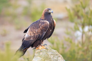  Golden eagle, Aquila chrysaetos, Czech republic