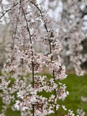cherry tree blossom